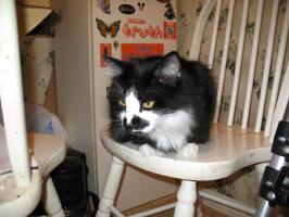 <img0*200:stuff/z/10620/Sky%2527s%2520Cat%2520Reference%25202/cat12-01-07-0030.jpg>
