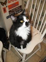 <img0*200:stuff/z/10620/Sky%2527s%2520Cat%2520Reference%25202/cat12-01-07-0031.jpg>