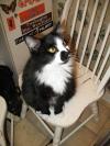 <img100*0:stuff/z/10620/Sky%2527s%2520Cat%2520Reference%25202/cat12-01-07-0031.jpg>