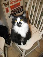 <img0*200:stuff/z/10620/Sky%2527s%2520Cat%2520Reference%25202/cat12-01-07-0032.jpg>