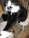 <img100*0:stuff/z/10620/Sky%2527s%2520Cat%2520Reference%25202/cat12-01-07-0033.jpg>