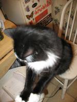 <img0*200:stuff/z/10620/Sky%2527s%2520Cat%2520Reference%25202/cat12-01-07-0034.jpg>