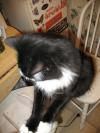 <img100*0:stuff/z/10620/Sky%2527s%2520Cat%2520Reference%25202/cat12-01-07-0034.jpg>
