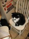<img100*0:stuff/z/10620/Sky%2527s%2520Cat%2520Reference%25202/cat12-01-07-0035.jpg>