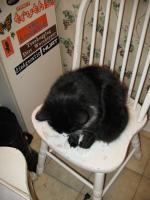 <img0*200:stuff/z/10620/Sky%2527s%2520Cat%2520Reference%25202/cat12-01-07-0036.jpg>