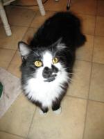<img0*200:stuff/z/10620/Sky%2527s%2520Cat%2520Reference%25202/cat12-01-07-0037.jpg>