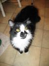 <img100*0:stuff/z/10620/Sky%2527s%2520Cat%2520Reference%25202/cat12-01-07-0037.jpg>