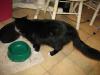 <img100*0:stuff/z/10620/Sky%2527s%2520Cat%2520Reference%25202/cat12-01-07-0038.jpg>