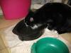 <img100*0:stuff/z/10620/Sky%2527s%2520Cat%2520Reference%25202/cat12-01-07-0040.jpg>