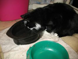 <img0*200:stuff/z/10620/Sky%2527s%2520Cat%2520Reference%25202/cat12-01-07-0041.jpg>
