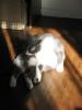 <img0*100:stuff/z/10620/Sky%2527s%2520Cats%25201/cats10-30-07-0002.jpg>