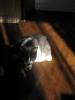 <img0*100:stuff/z/10620/Sky%2527s%2520Cats%25201/cats10-30-07-0003.jpg>