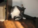 <img0*100:stuff/z/10620/Sky%2527s%2520Cats%25201/cats10-30-07-0004.jpg>