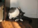 <img0*100:stuff/z/10620/Sky%2527s%2520Cats%25201/cats10-30-07-0005.jpg>