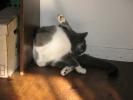 <img0*100:stuff/z/10620/Sky%2527s%2520Cats%25201/cats10-30-07-0006.jpg>