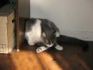 <img0*100:stuff/z/10620/Sky%2527s%2520Cats%25201/cats10-30-07-0007.jpg>