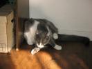 <img0*100:stuff/z/10620/Sky%2527s%2520Cats%25201/cats10-30-07-0008.jpg>