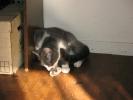 <img0*100:stuff/z/10620/Sky%2527s%2520Cats%25201/cats10-30-07-0009.jpg>
