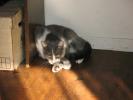 <img0*100:stuff/z/10620/Sky%2527s%2520Cats%25201/cats10-30-07-0010.jpg>