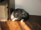 <img0*100:stuff/z/10620/Sky%2527s%2520Cats%25201/cats10-30-07-0011.jpg>