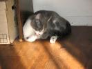 <img0*100:stuff/z/10620/Sky%2527s%2520Cats%25201/cats10-30-07-0012.jpg>