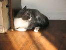 <img0*100:stuff/z/10620/Sky%2527s%2520Cats%25201/cats10-30-07-0013.jpg>