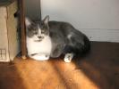 <img0*100:stuff/z/10620/Sky%2527s%2520Cats%25201/cats10-30-07-0014.jpg>
