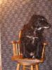 <img0*100:stuff/z/10620/Sky%2527s%2520Dog%2520Reference%25201/Skydancer-Stock%200945.jpg>