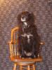 <img0*100:stuff/z/10620/Sky%2527s%2520Dog%2520Reference%25201/Skydancer-Stock%200948.jpg>