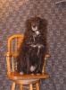 <img0*100:stuff/z/10620/Sky%2527s%2520Dog%2520Reference%25201/Skydancer-Stock%200951.jpg>
