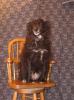 <img0*100:stuff/z/10620/Sky%2527s%2520Dog%2520Reference%25201/Skydancer-Stock%200952.jpg>