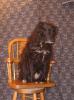 <img0*100:stuff/z/10620/Sky%2527s%2520Dog%2520Reference%25201/Skydancer-Stock%200953.jpg>