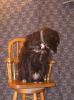 <img0*100:stuff/z/10620/Sky%2527s%2520Dog%2520Reference%25201/Skydancer-Stock%200954.jpg>