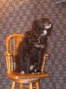 <img0*100:stuff/z/10620/Sky%2527s%2520Dog%2520Reference%25201/Skydancer-Stock%200956.jpg>