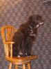 <img0*100:stuff/z/10620/Sky%2527s%2520Dog%2520Reference%25201/Skydancer-Stock%200957.jpg>
