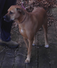 <img0*100:stuff/z/10620/Sky%2527s%2520Dog%2520Reference%25202/Nov24-06_003.png>