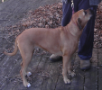 <img0*100:stuff/z/10620/Sky%2527s%2520Dog%2520Reference%25202/Nov24-06_004.png>