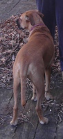 <img0*200:stuff/z/10620/Sky%2527s%2520Dog%2520Reference%25202/Nov24-06_005.png>