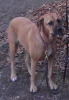 <img0*100:stuff/z/10620/Sky%2527s%2520Dog%2520Reference%25202/Nov24-06_006.png>