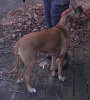 <img0*100:stuff/z/10620/Sky%2527s%2520Dog%2520Reference%25202/Nov24-06_007.png>