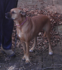 <img0*100:stuff/z/10620/Sky%2527s%2520Dog%2520Reference%25202/Nov24-06_008.png>