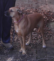 <img0*200:stuff/z/10620/Sky%2527s%2520Dog%2520Reference%25202/Nov24-06_008.png>