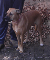 <img0*200:stuff/z/10620/Sky%2527s%2520Dog%2520Reference%25202/Nov24-06_009.png>