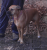 <img0*100:stuff/z/10620/Sky%2527s%2520Dog%2520Reference%25202/Nov24-06_010.png>