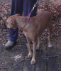 <img0*100:stuff/z/10620/Sky%2527s%2520Dog%2520Reference%25202/Nov24-06_011.png>