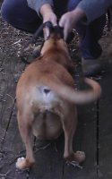<img0*200:stuff/z/10620/Sky%2527s%2520Dog%2520Reference%25202/Nov24-06_013.png>