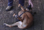 <img0*100:stuff/z/10620/Sky%2527s%2520Dog%2520Reference%25202/Nov24-06_014.png>
