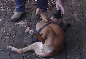 <img0*200:stuff/z/10620/Sky%2527s%2520Dog%2520Reference%25202/Nov24-06_014.png>