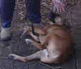 <img0*100:stuff/z/10620/Sky%2527s%2520Dog%2520Reference%25202/Nov24-06_016.png>