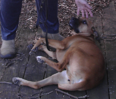 <img0*200:stuff/z/10620/Sky%2527s%2520Dog%2520Reference%25202/Nov24-06_016.png>